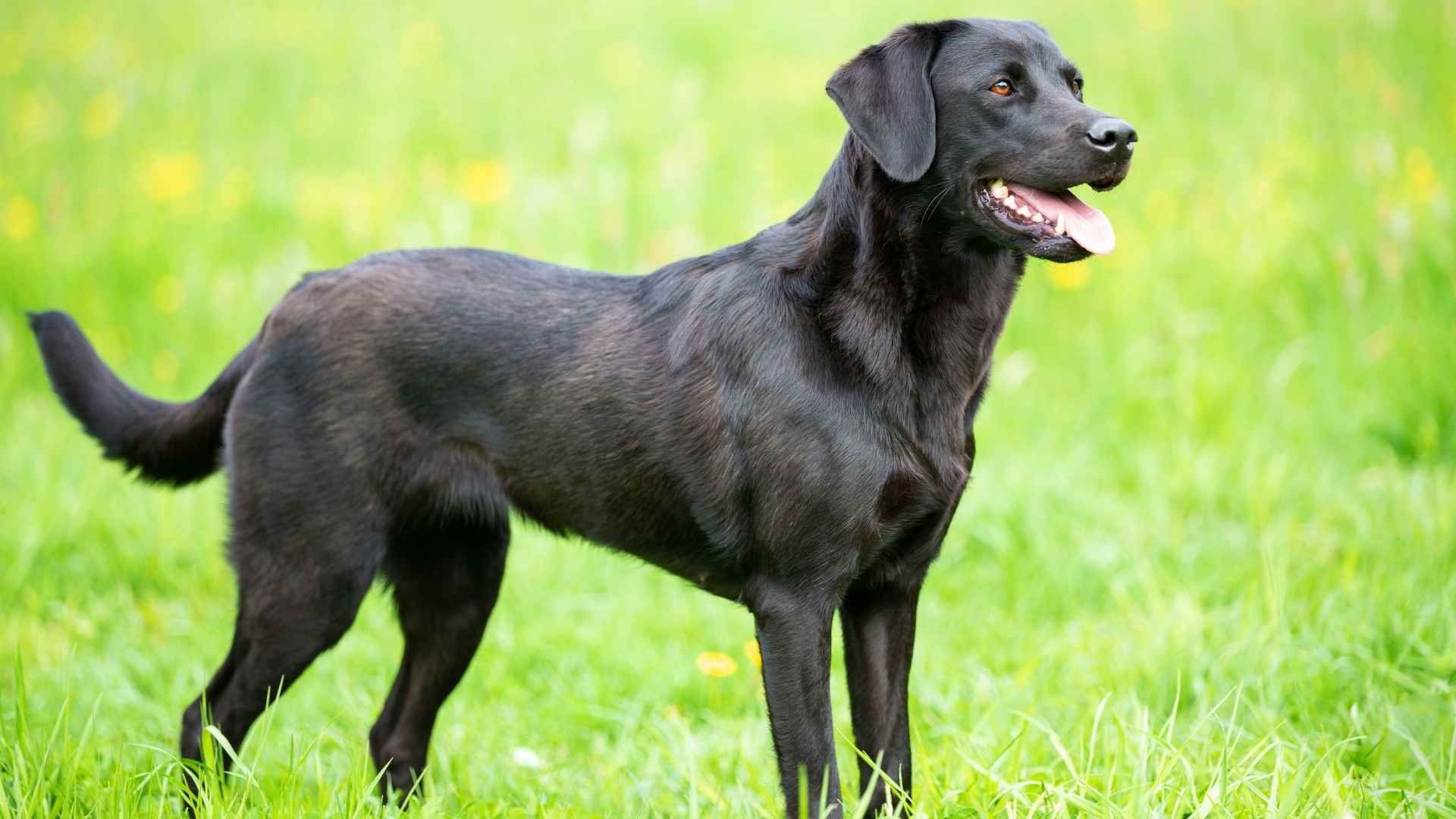 Labrador Retriever